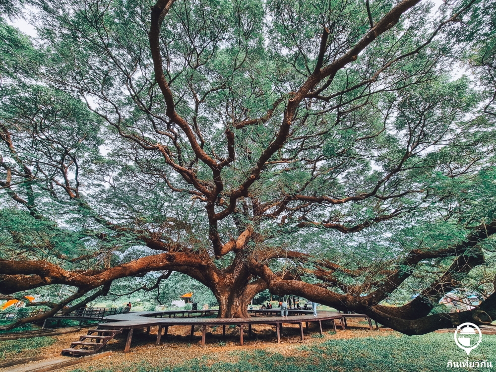 ต้นจามจุรียักษ์ กาญจนบุรี อัปเดทใหม่ 2021