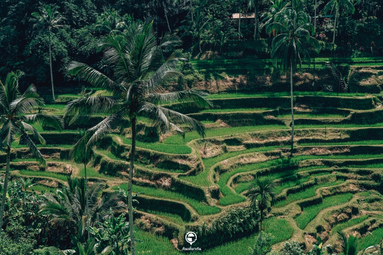 Tegalalang Rice Terrace