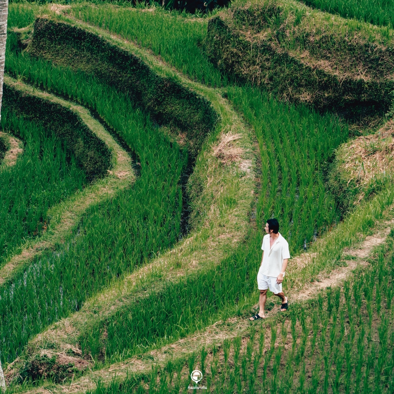 Tegalalang Rice Terrace